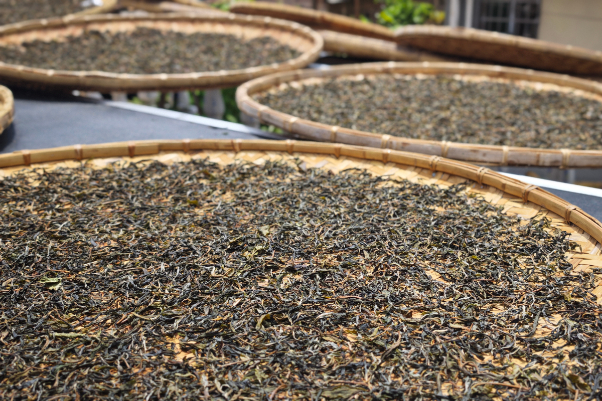 Inside the Craft: How Pu Erh Tea Is Made