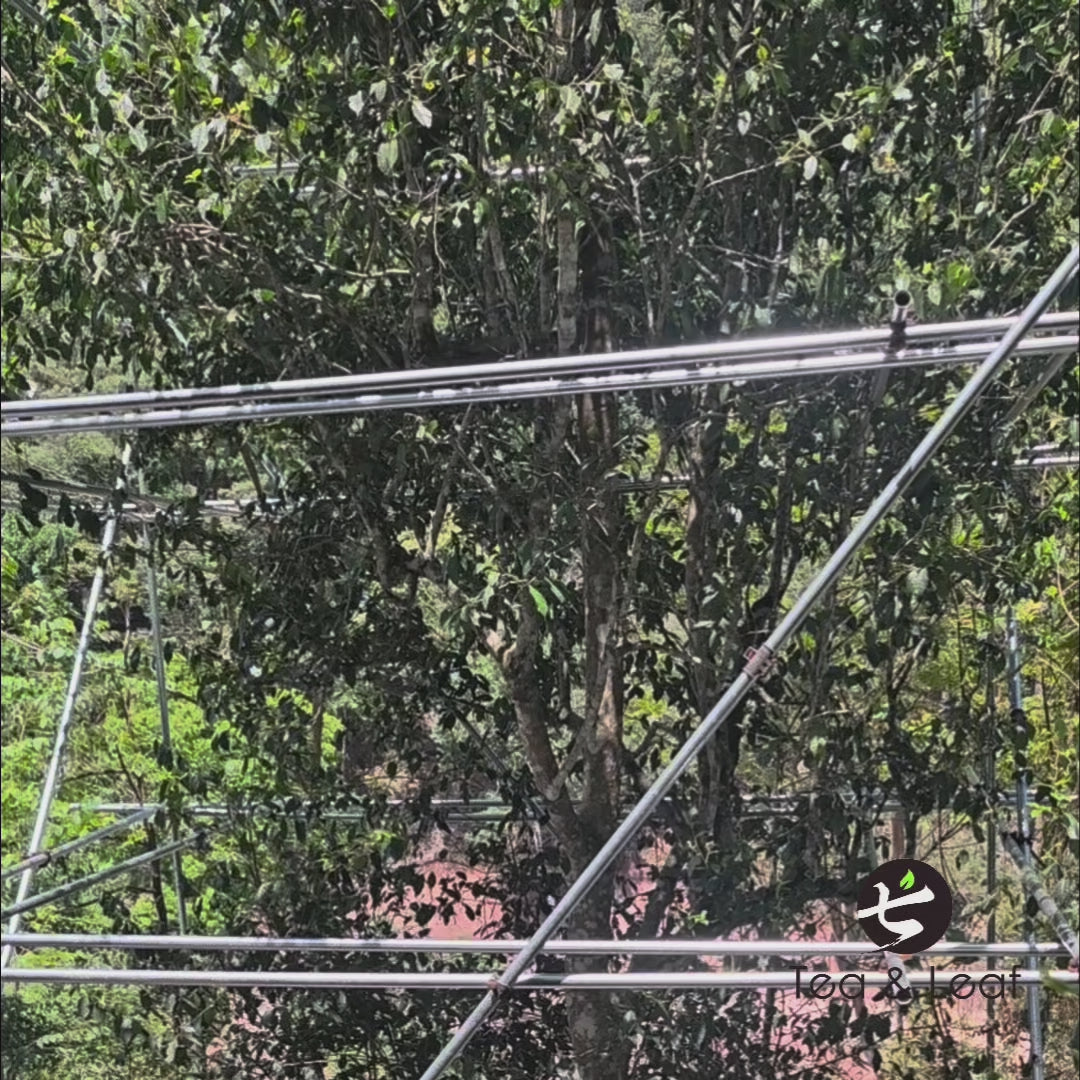 Tea & Leaf Spring 2024 Tianmen Mountain Core Region Tall Arbor Ancient Tree Raw Pu-erh Tea – Tea Farmer Handpicking Fresh Leaves from Tall Ancient Trees in Yiwu Yunnan