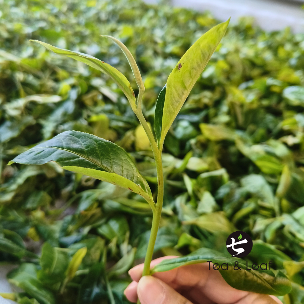 Tea & Leaf Spring 2024 Tianmen Mountain Core Region Tall Arbor Ancient Tree Raw Pu-erh Tea – Freshly Handpicked Tea Bud and Leaves from Yiwu Yunnan