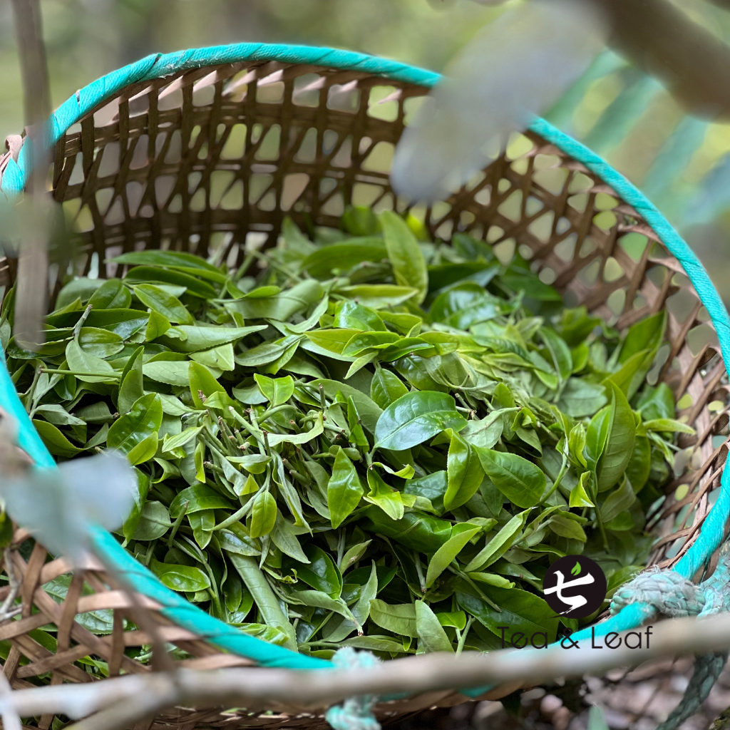 Tea & Leaf Spring 2024 Tianmen Mountain Core Region Tall Arbor Ancient Tree Raw Pu-erh Tea – Handpicked Fresh Tea Leaves Collected in Bamboo Basket Yiwu Yunnan