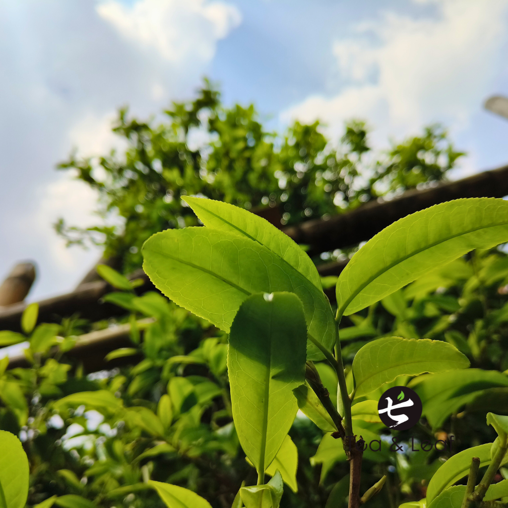 Tea & Leaf Spring 2024 Tianmen Mountain Core Region Tall Arbor Ancient Tree Raw Pu-erh Tea – Young Tea Leaves from Ancient Trees in Yiwu Yunnan