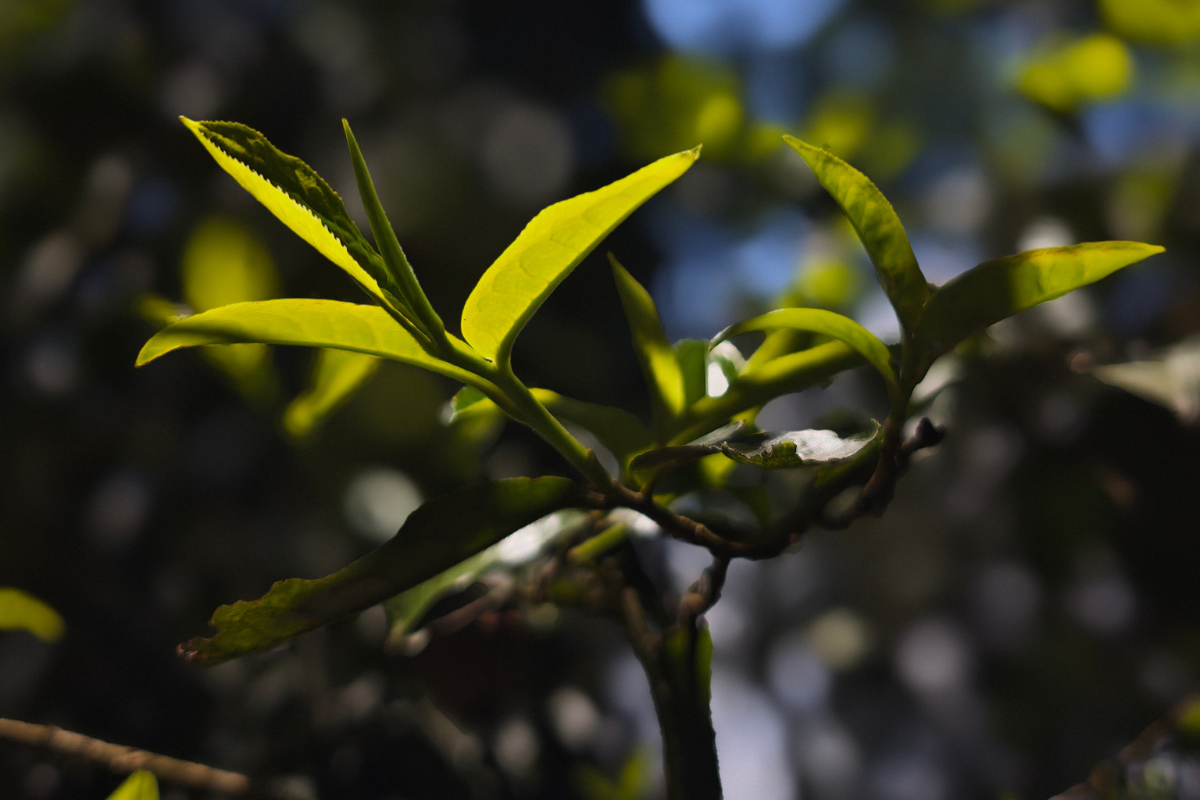 Pu Erh Tea: An Ancient Brew with Timeless Benefits