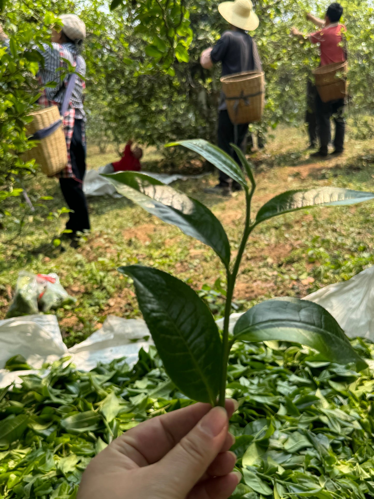 Close-up of a freshly picked tea shoot from an ancient tea tree in Yunnan, China, during spring Pu-erh tea harvest, with tea farmers hand-picking leaves in the background