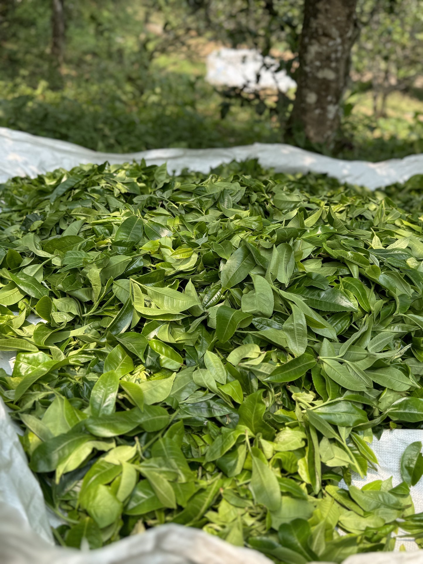Gushu Pu-erh tea harvested from centuries-old trees in Yunnan
