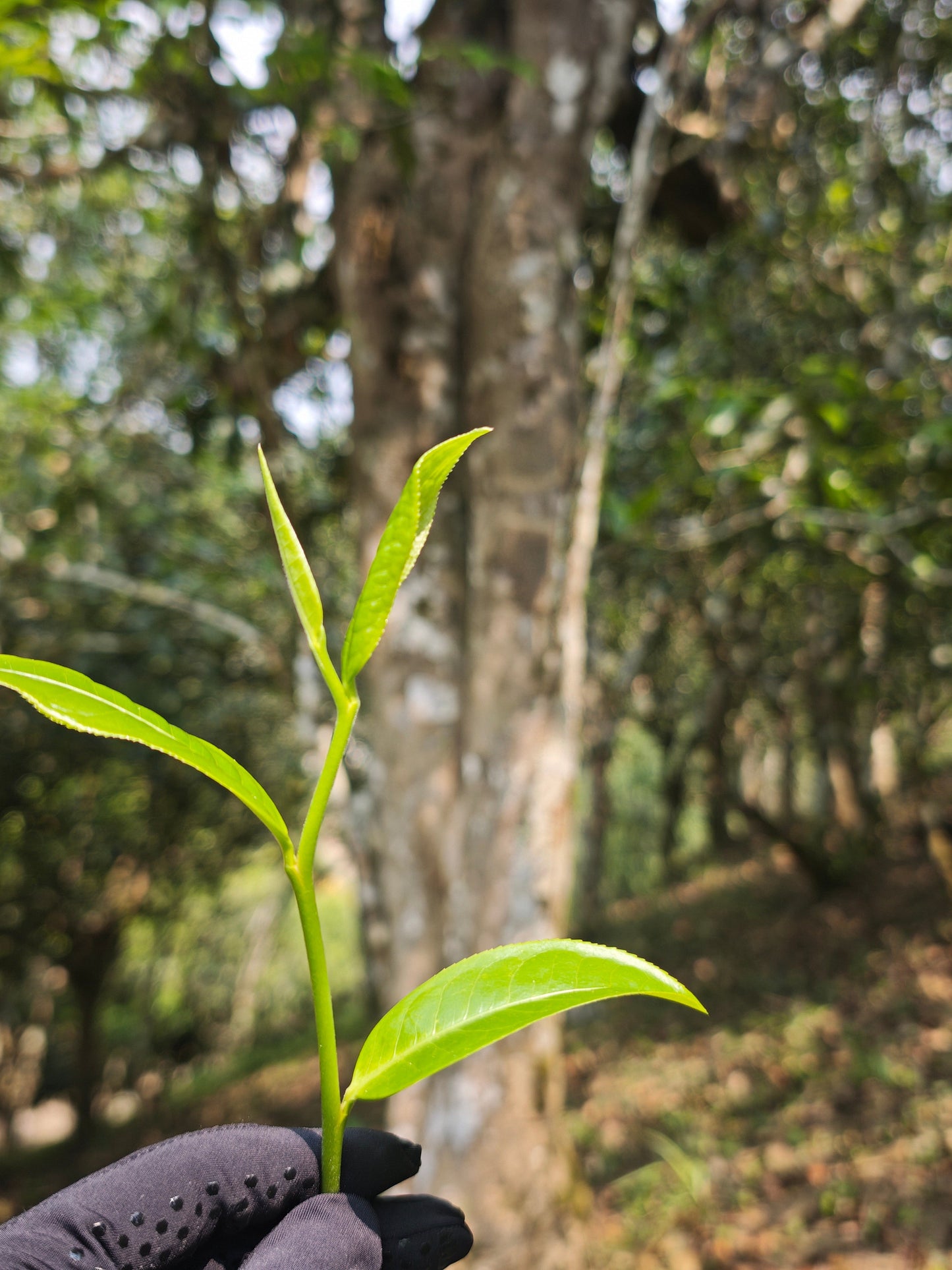Freshly picked gushu Pu’erh tea leaf held in front of an ancient tea tree in a Yunnan forest, showing the difference between old-growth and plantation tea.