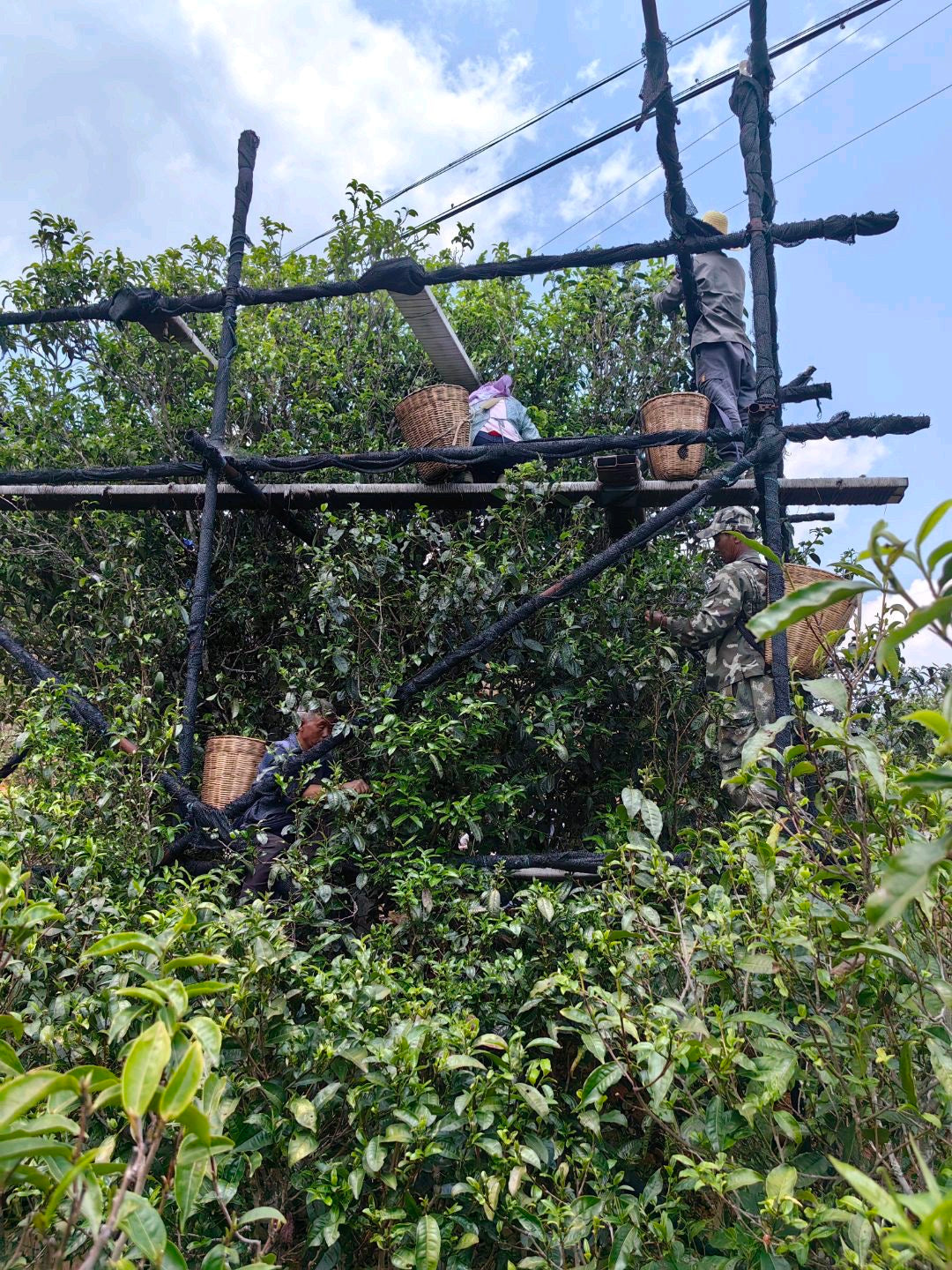 Farmers hand-picking leaves from tall ancient tea trees in Yunnan, China — traditional harvesting method used for premium gushu Pu’erh, ideal for aged Pu’erh cakes. Perfect visual for those looking to buy ancient tree Pu’erh USA.